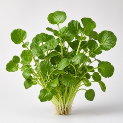 Watercress Identification Guide