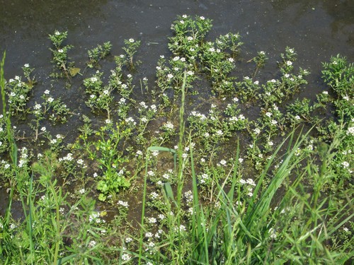 Watercress