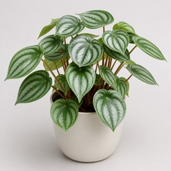Watermelon Peperomia Identification Guide