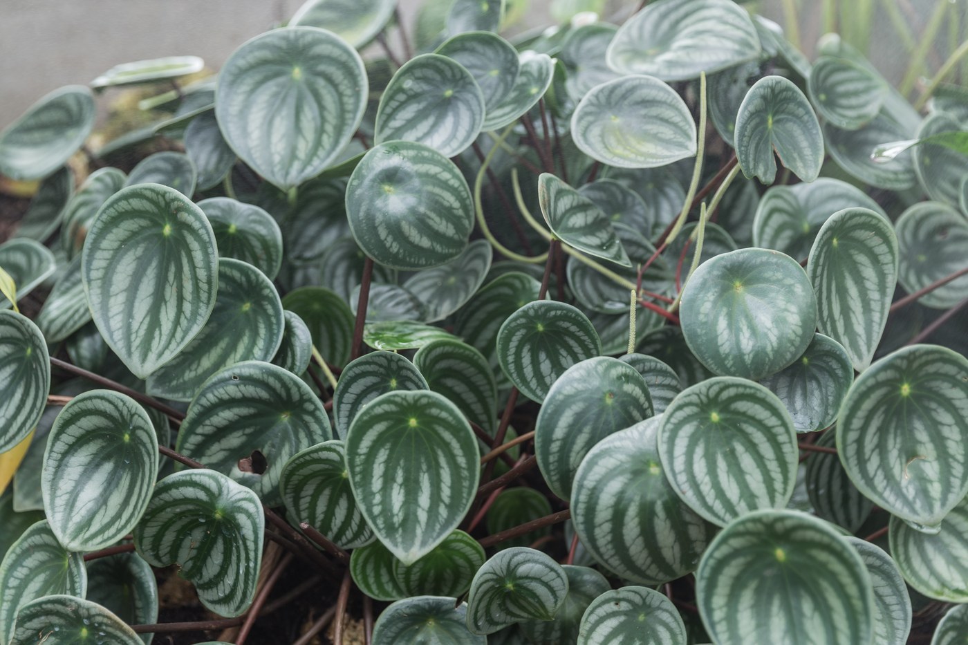 How to Care for Watermelon Peperomia