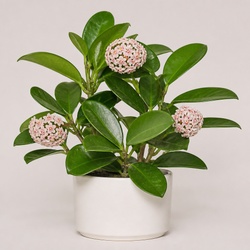 Wax Plant Identification Guide