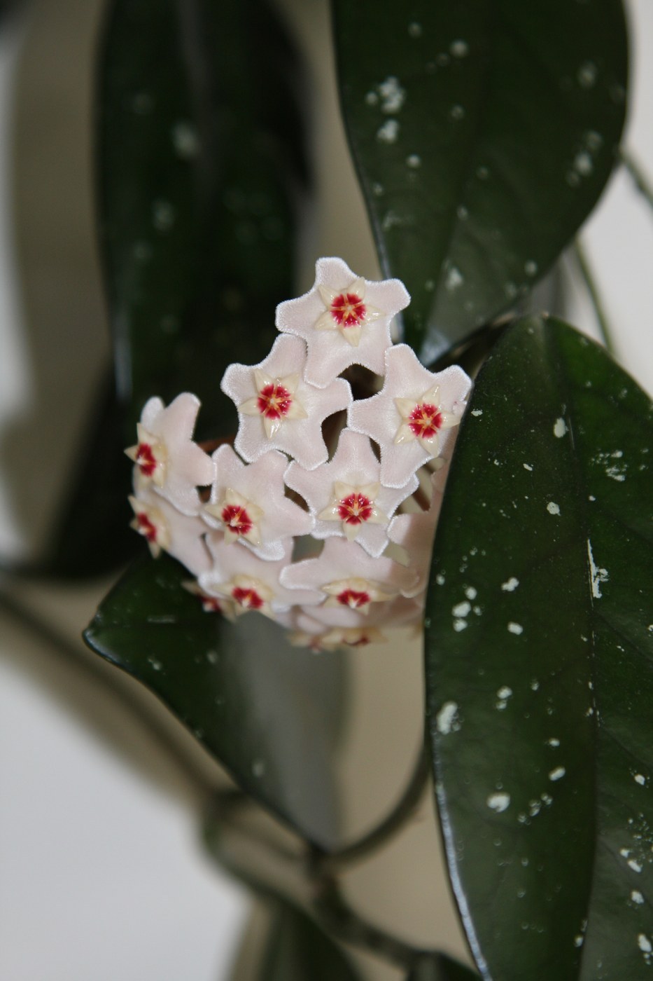 How to Care for Wax Plant