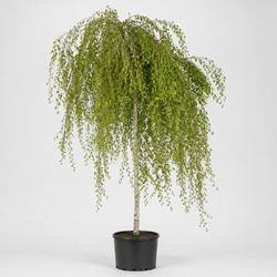 Weeping Birch Identification Guide