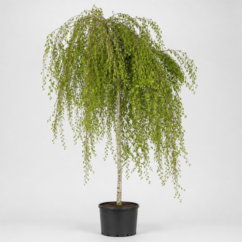 Weeping Birch