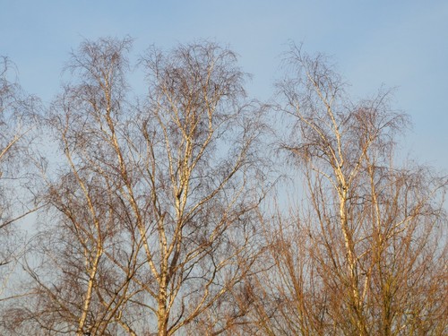 Weeping Birch