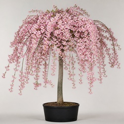 Weeping Cherry Identification Guide