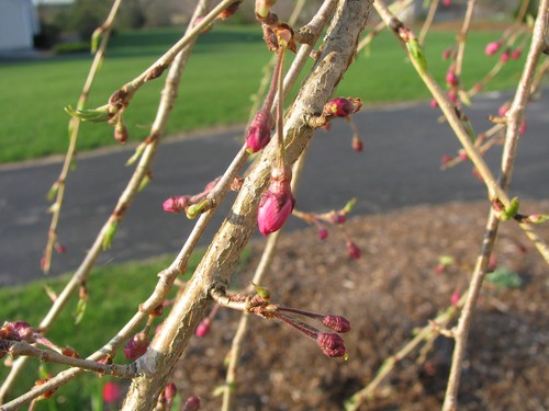 Weeping Cherry