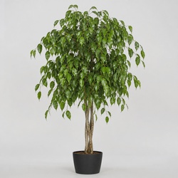 Weeping Fig Identification Guide