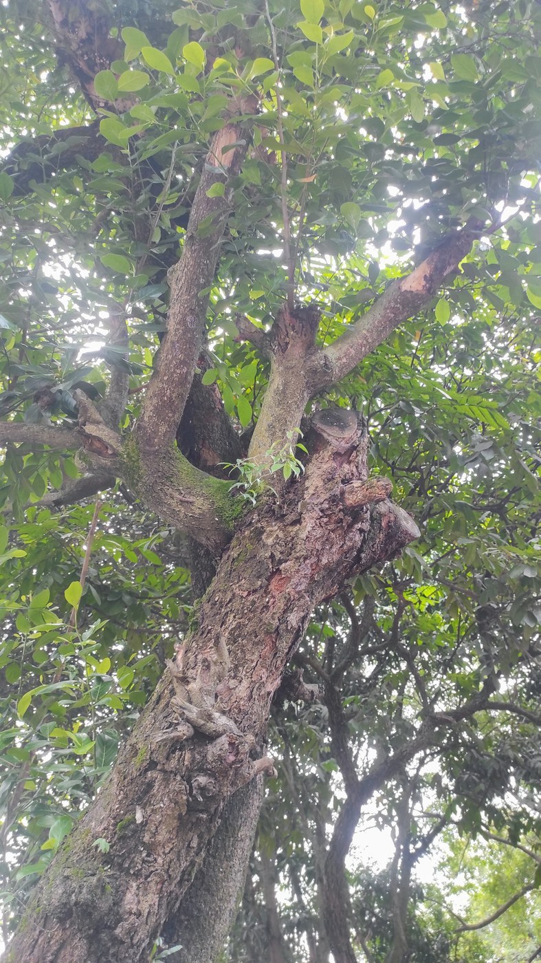 How to Care for Weeping Fig
