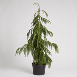 Weeping Nootka Cypress Identification Guide