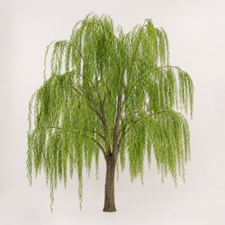 Weeping Willow Identification Guide