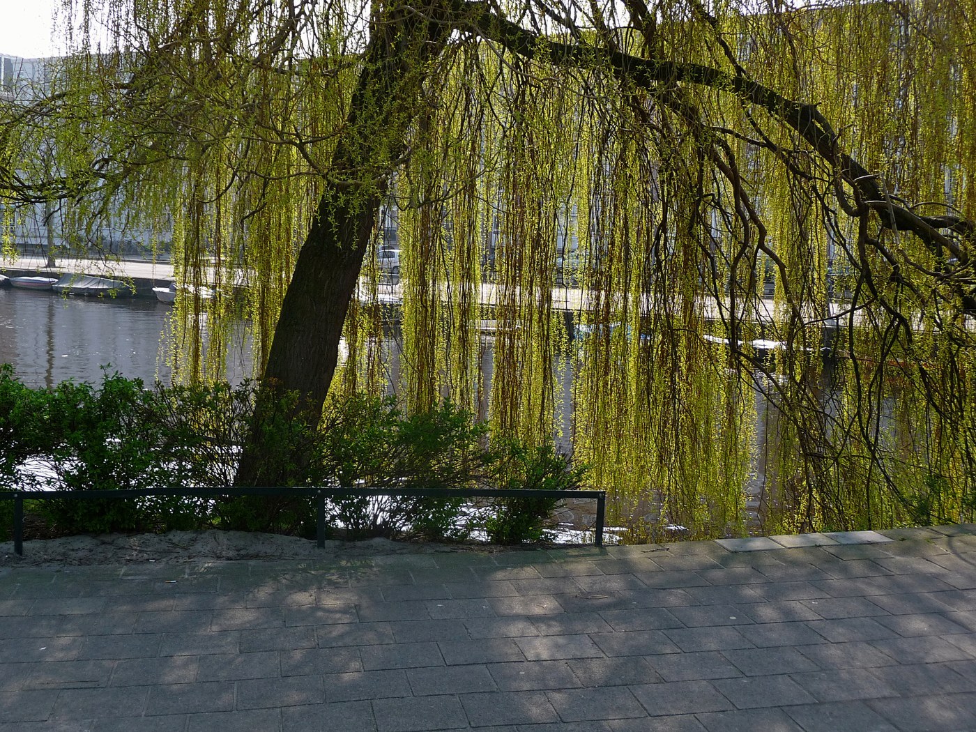 How to Care for Weeping Willow