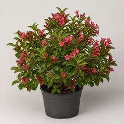 Weigela Identification Guide