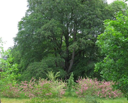 Weigela