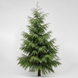 Western Red Cedar Identification Guide