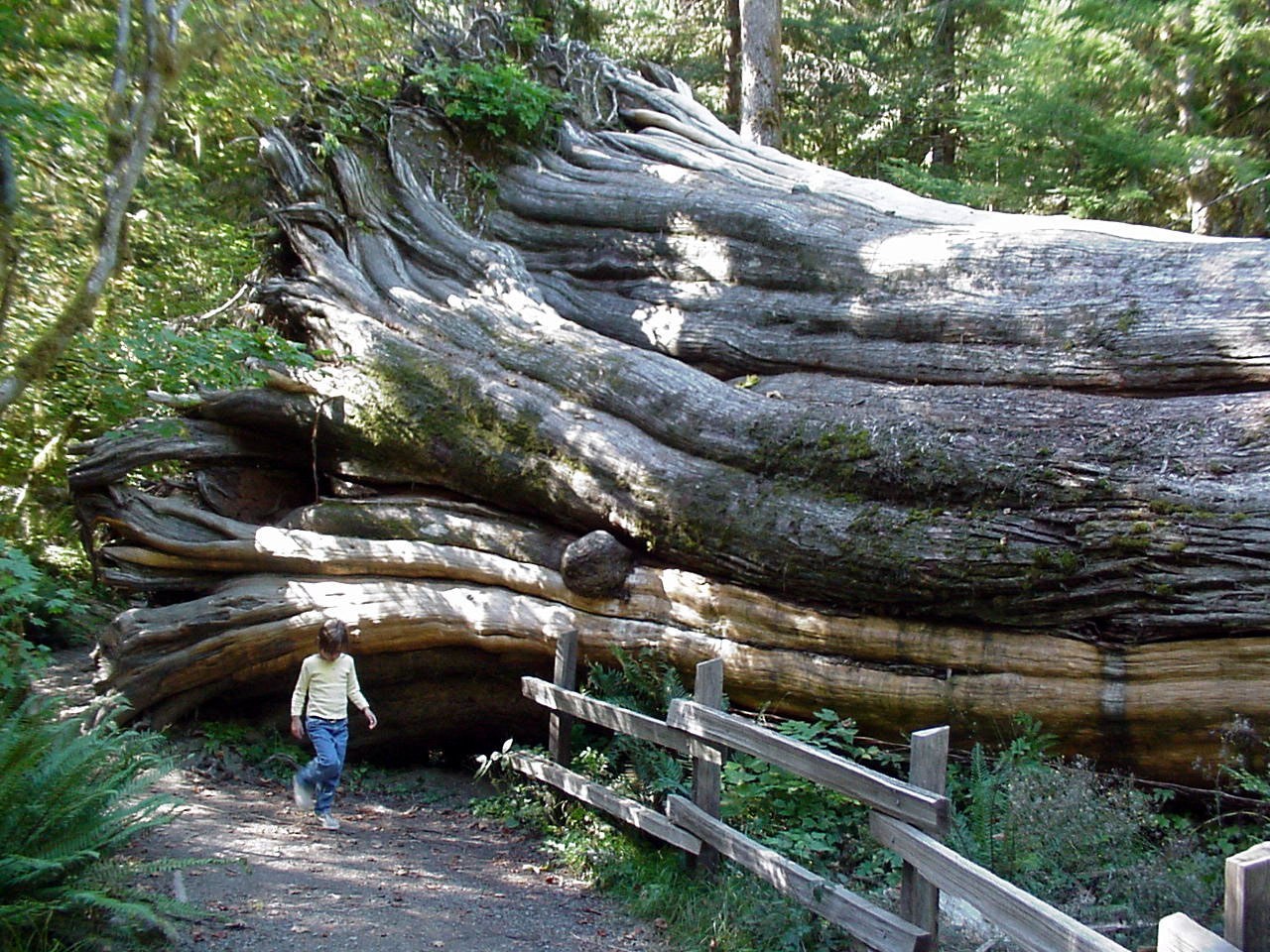 How to Care for Western Red Cedar