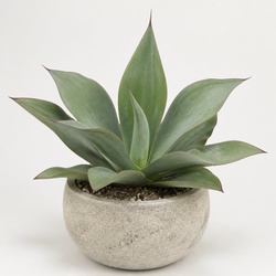 Whale's Tongue Agave Identification Guide