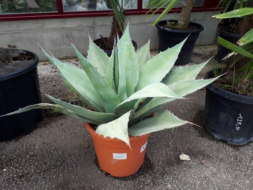 Whale's Tongue Agave