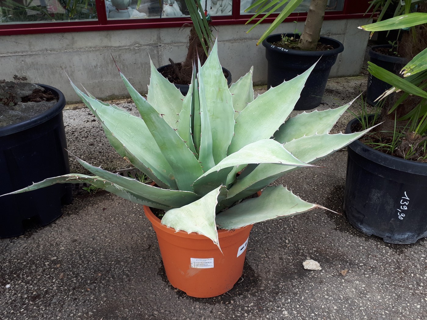 Whale's Tongue Agave