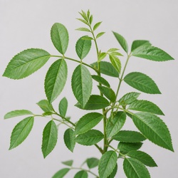 White Ash