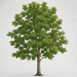White Ash Identification Guide