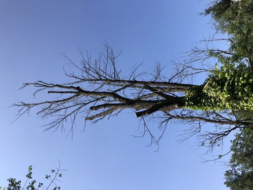 White Ash