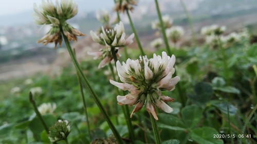 White Clover