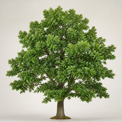 White Oak Identification Guide