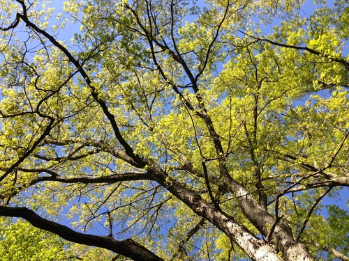 White Oak