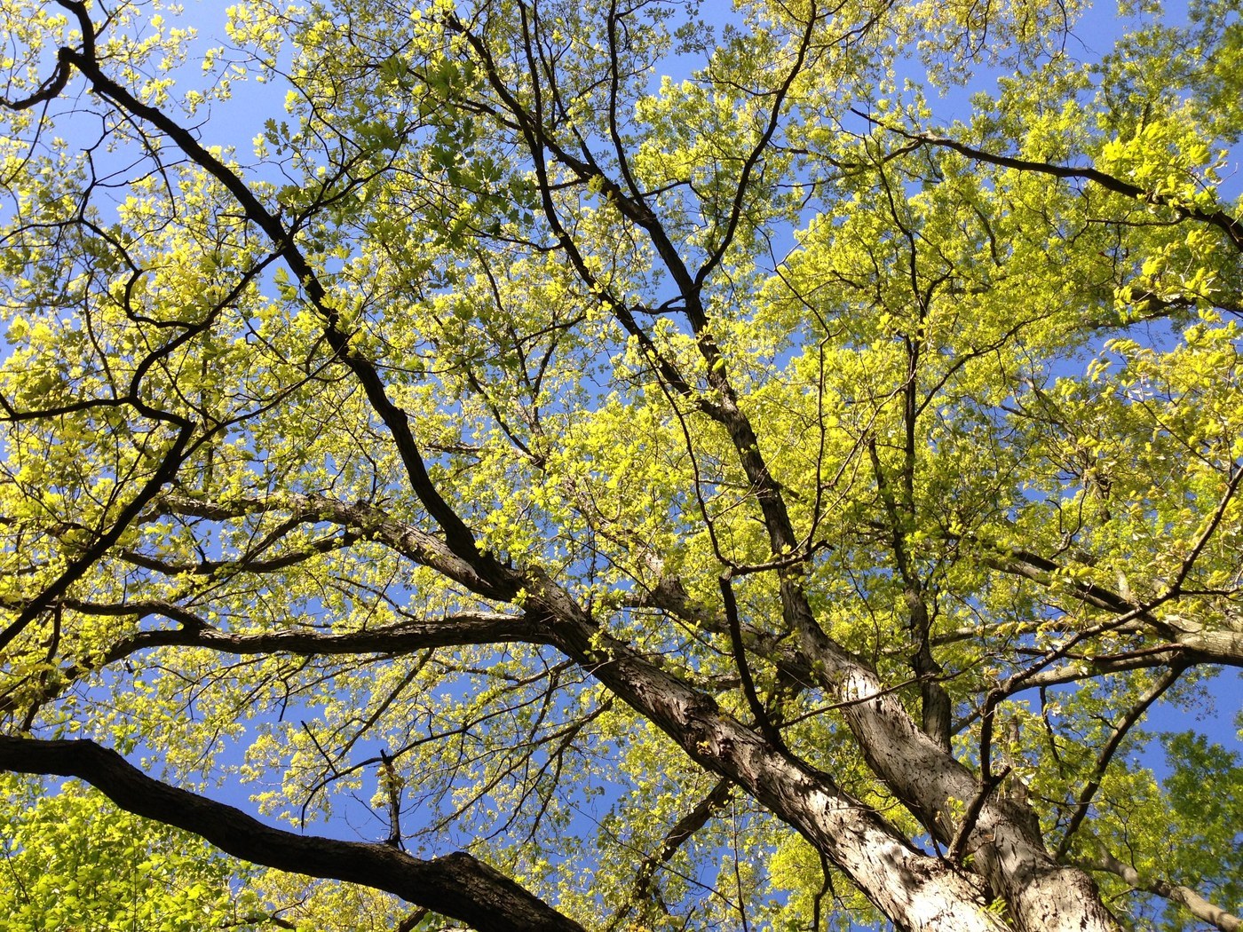 How to Care for White Oak