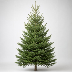 White Spruce Identification Guide