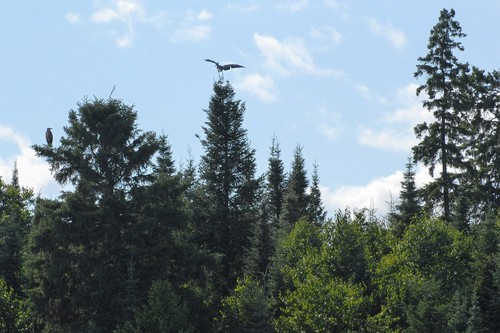 White Spruce