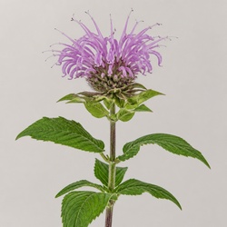 Wild Bergamot Identification Guide