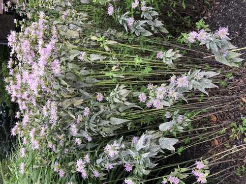 Wild Bergamot