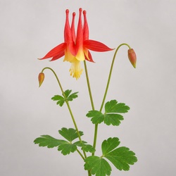 Wild Columbine Identification Guide