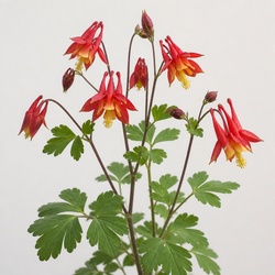 Wild Columbine