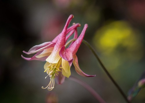 Wild Columbine