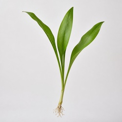 Wild Garlic Identification Guide