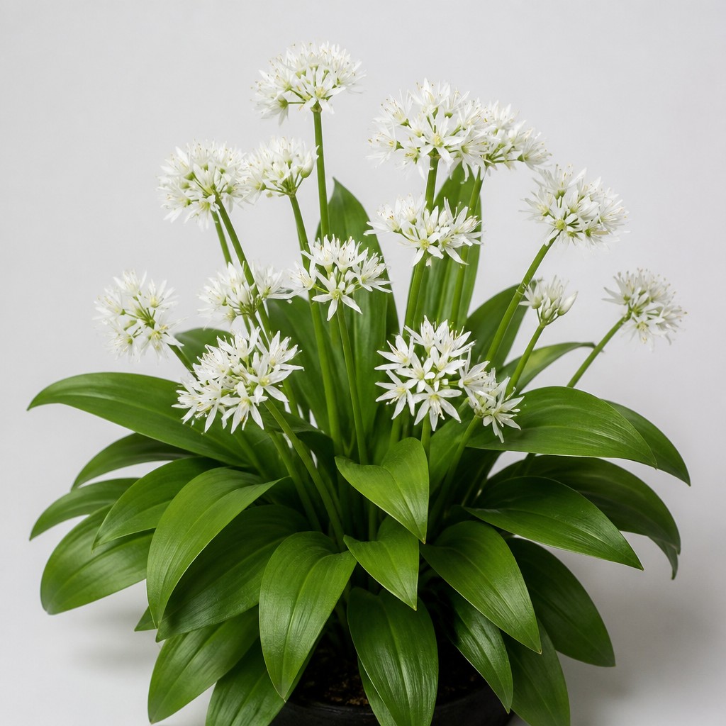 Wild Garlic