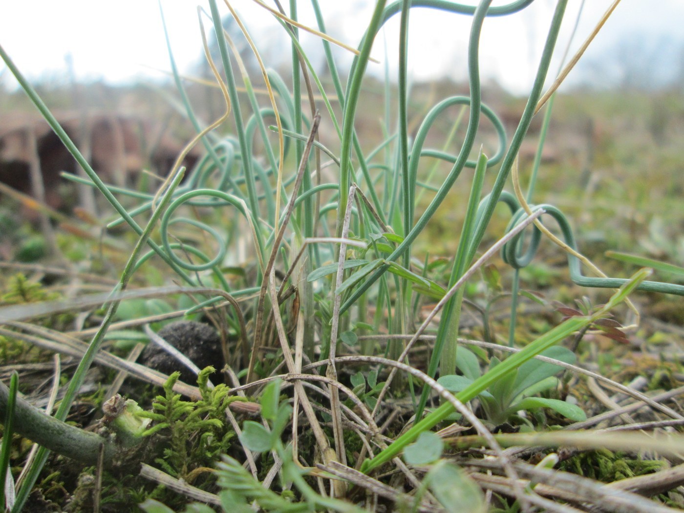 Wild Garlic