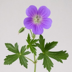 Wild Geranium Identification Guide