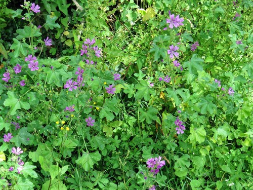 Wild Geranium
