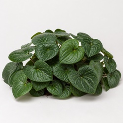Wild Ginger