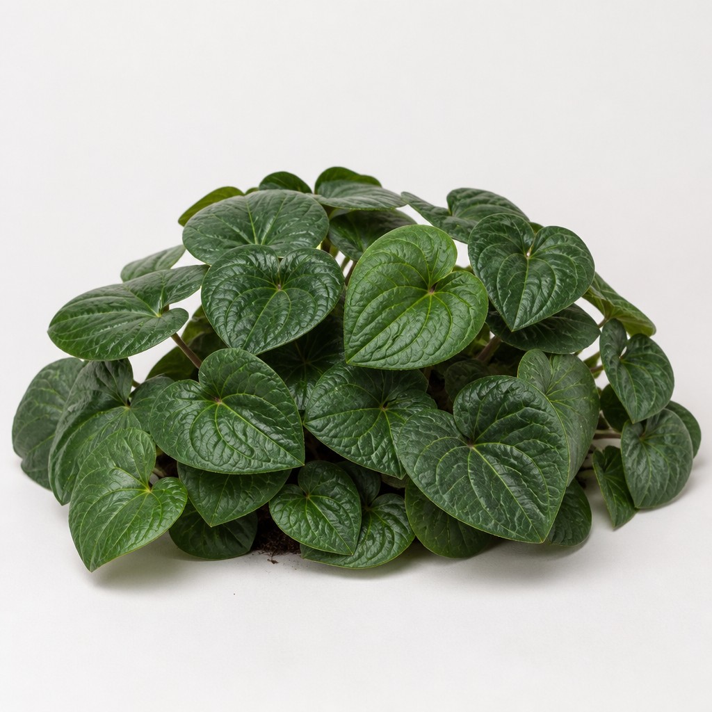 Wild Ginger
