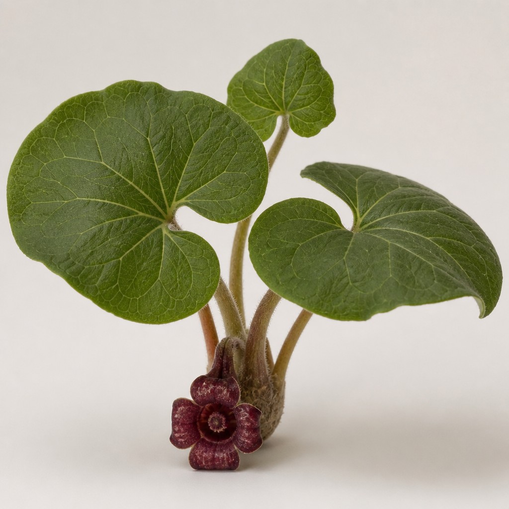 Wild Ginger