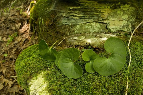 Wild Ginger