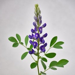 Wild Indigo Identification Guide