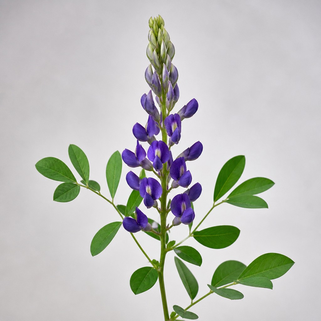 Wild Indigo