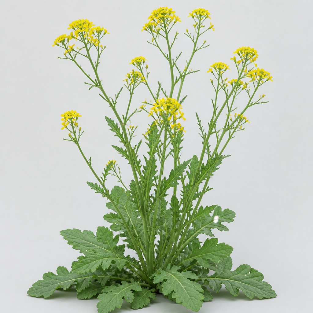 Wild Mustard