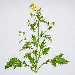 Wild Mustard Identification Guide